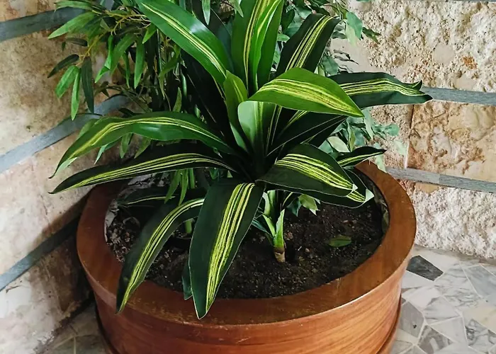 Da Vinci Domus Apartment